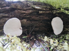 Fungi