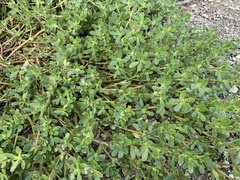 Portulaca oleracea