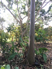 Capirona macrophylla