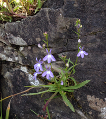 Lobelia