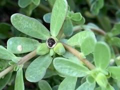 Portulaca oleracea