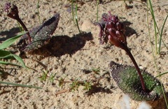 Lachenalia trichophylla