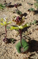 Lachenalia trichophylla