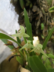 Maxillaria anceps