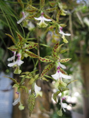 Epidendrum stamfordianum