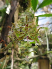 Epidendrum stamfordianum