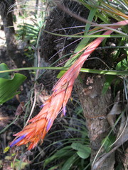 Tillandsia vicentina