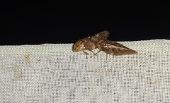 Cephisus siccifolius