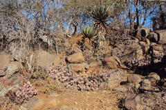 Kalanchoe longiflora
