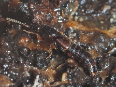 Gabrius splendidulus