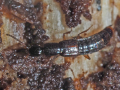 Gabrius splendidulus