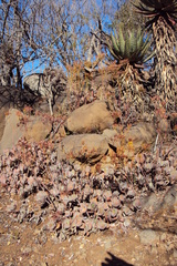Kalanchoe longiflora