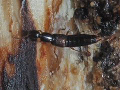 Gabrius splendidulus