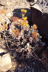 Kalanchoe longiflora