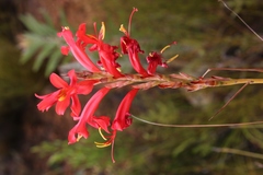 Tritoniopsis burchellii