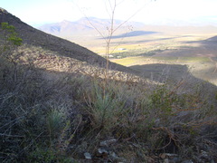 Anginon swellendamense