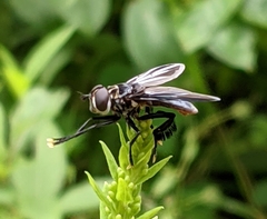 Trichopoda lanipes