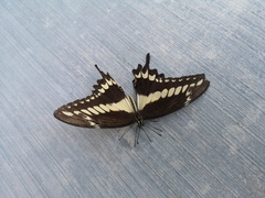 Papilio ornythion ornythion