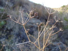 Anginon swellendamense