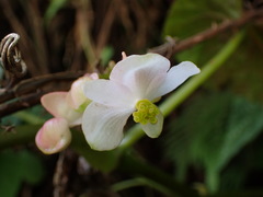 Begonia lukuana