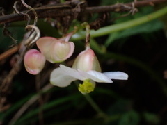 Begonia lukuana