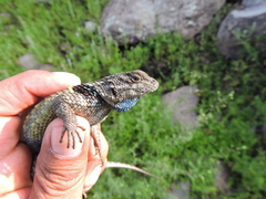 Sceloporus mucronatus