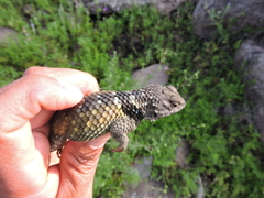 Sceloporus mucronatus