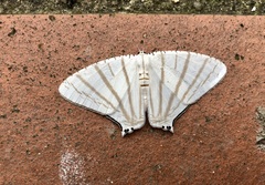 Urapteroides astheniata