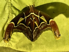 Archaeoattacus malayanus