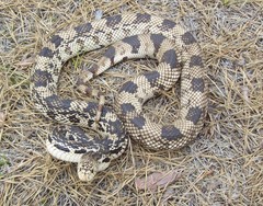 Pituophis melanoleucus melanoleucus