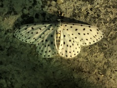 Percnia