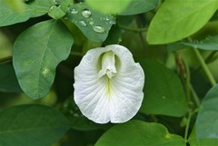 Clitoria ternatea albiflora