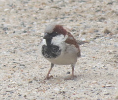 Passer domesticus indicus