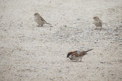 Passer domesticus indicus