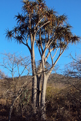 Aloidendron barberae