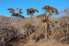 Aloidendron barberae