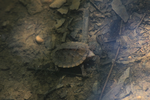 Tabasco Mud Turtle