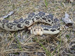 Pituophis melanoleucus melanoleucus