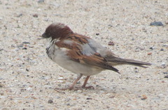 Passer domesticus indicus
