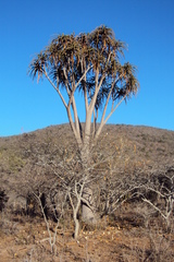 Aloidendron barberae