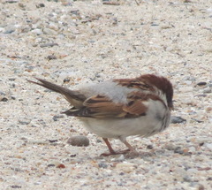 Passer domesticus indicus