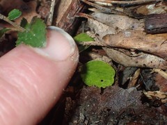 Azara serrata