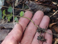 Azara serrata