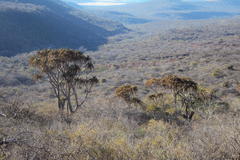 Aloidendron barberae
