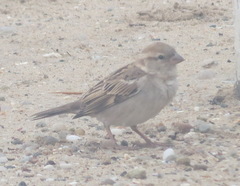 Passer domesticus indicus
