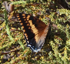Charaxes pelias