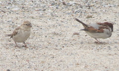 Passer domesticus indicus