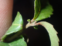 Azara serrata