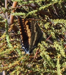 Charaxes pelias
