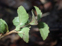 Azara serrata
